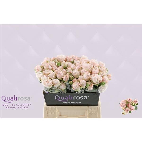 <h4>R Tr Bombastic</h4>