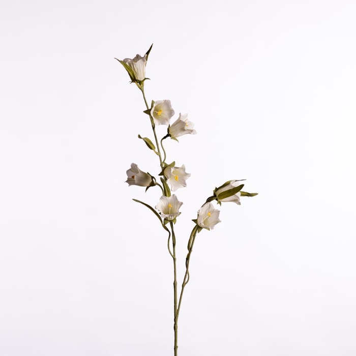 <h4>AF Campanula medium L80cm wh</h4>