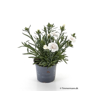 DIANTHUS CARYOPHYLLUS