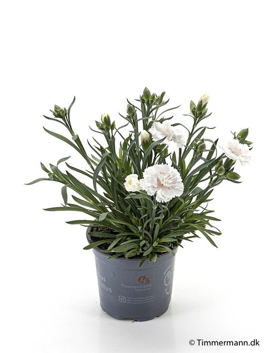 <h4>DIANTHUS CARYOPHYLLUS</h4>