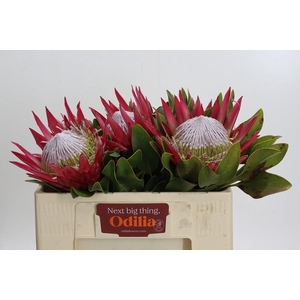 Protea Cynaroides Madiba