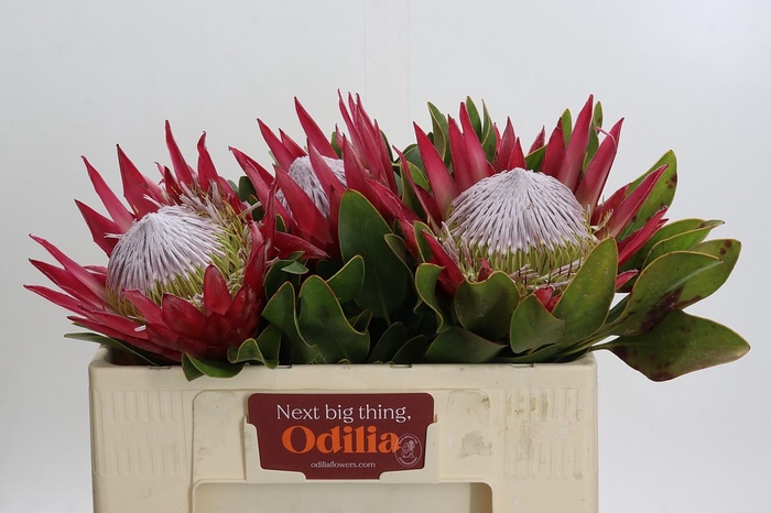 <h4>Protea Cynaroides Madiba</h4>