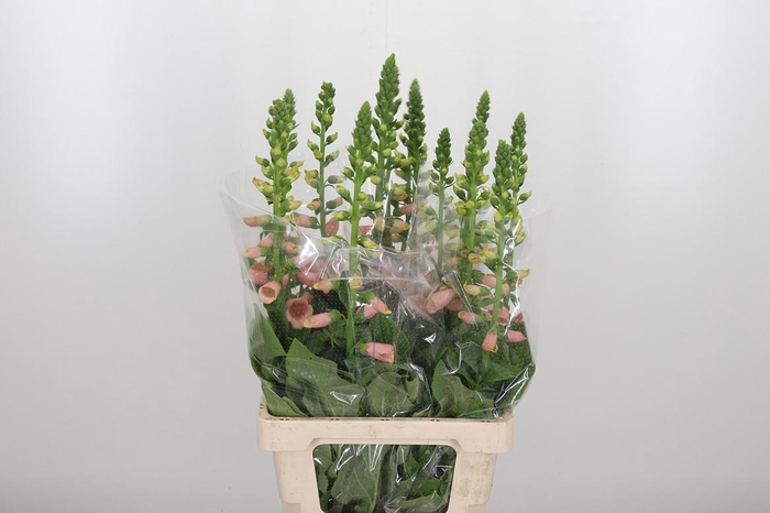 <h4>Digi Camelot Lavend</h4>