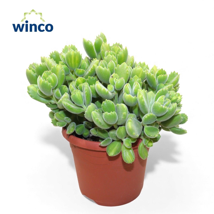 <h4>Cotyledon Ladysmithiensis</h4>