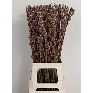 Salix Ch Red Passion