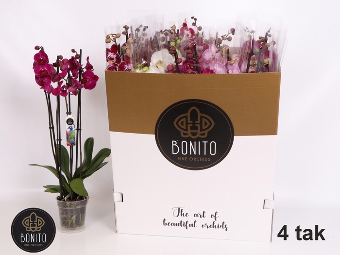 <h4>PHAL GEM 7 KL</h4>