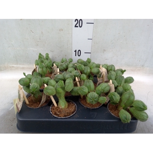Planten Groen   ...L%