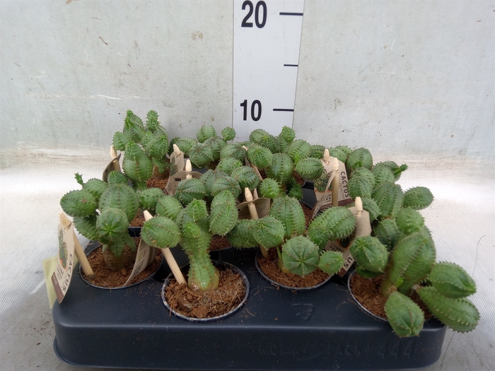 <h4>Planten Groen   ...L%</h4>