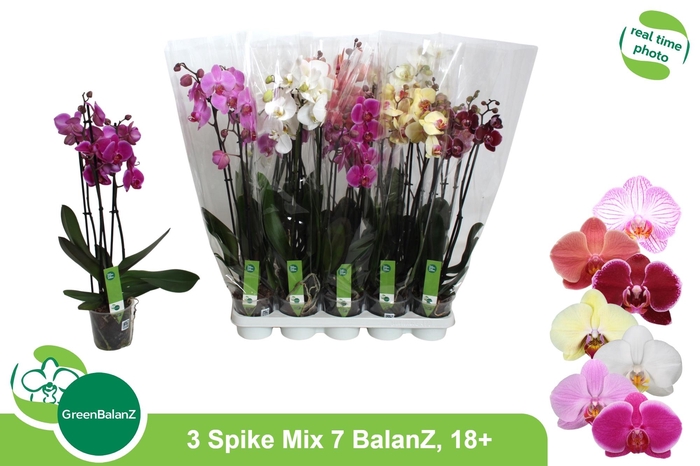 <h4>PHAL GEM 7 KL</h4>