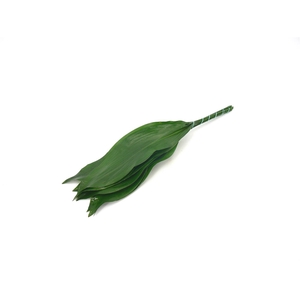Aspidistra 50cm