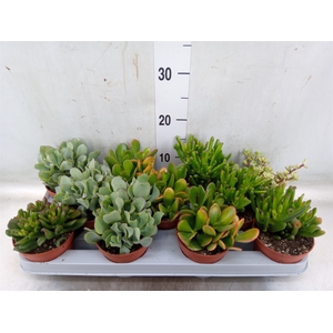 Crassula   ...mix
