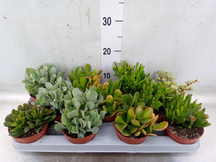 <h4>Crassula   ...mix</h4>