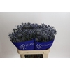 Eryngium Blue Dynamite