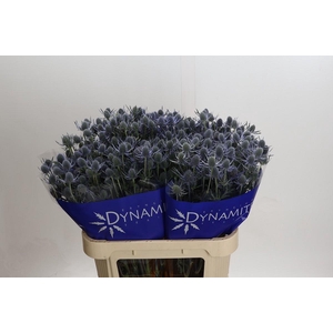 Eryngium Blue Dynamite
