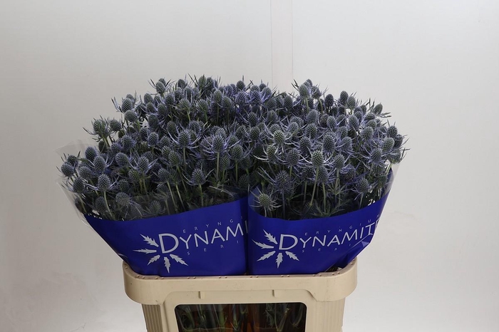 <h4>Eryngium Blue Dynamite</h4>