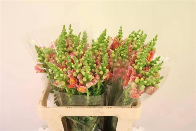 <h4>ANTIR POTO D ORANGE</h4>