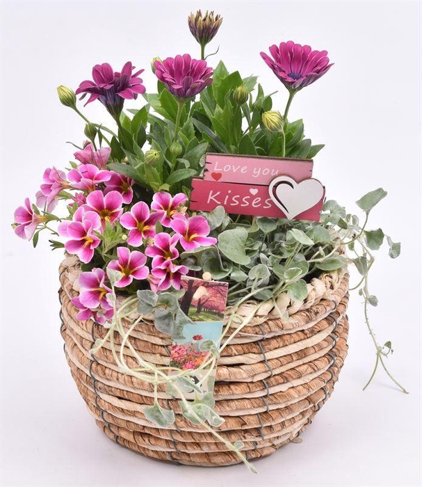 <h4>Mais mand 19cm</h4>