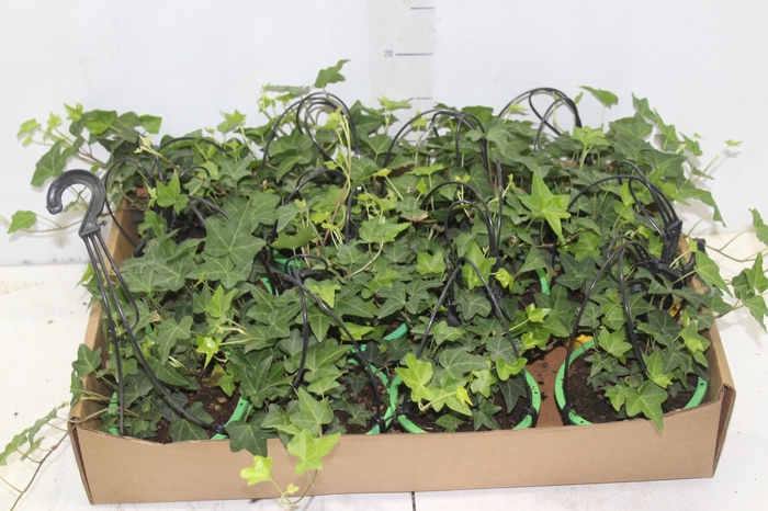 <h4>HEDERA VERDE C13</h4>