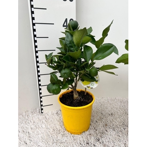 Citrus limetta Pursha medi-stem