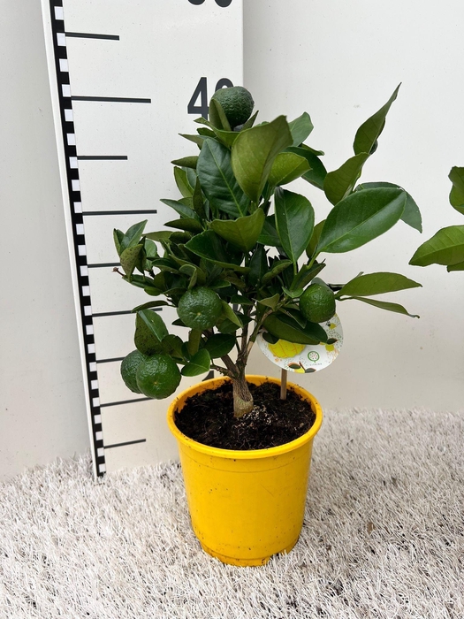 <h4>Citrus limetta Pursha medi-stem</h4>