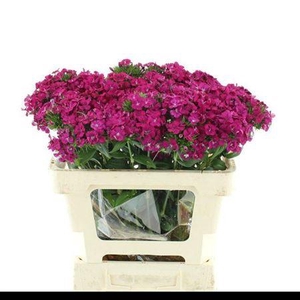 Di Amazon Cherry 55cm