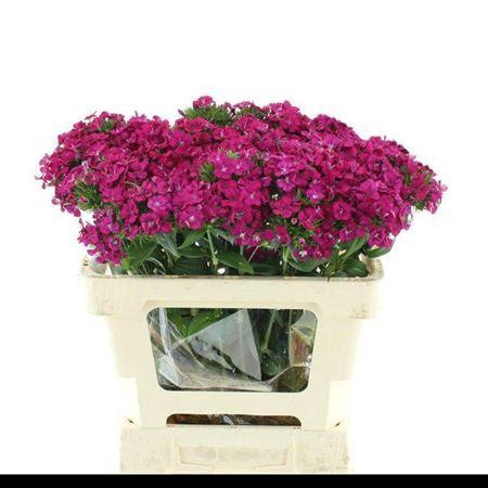 <h4>Di Amazon Cherry 55cm</h4>