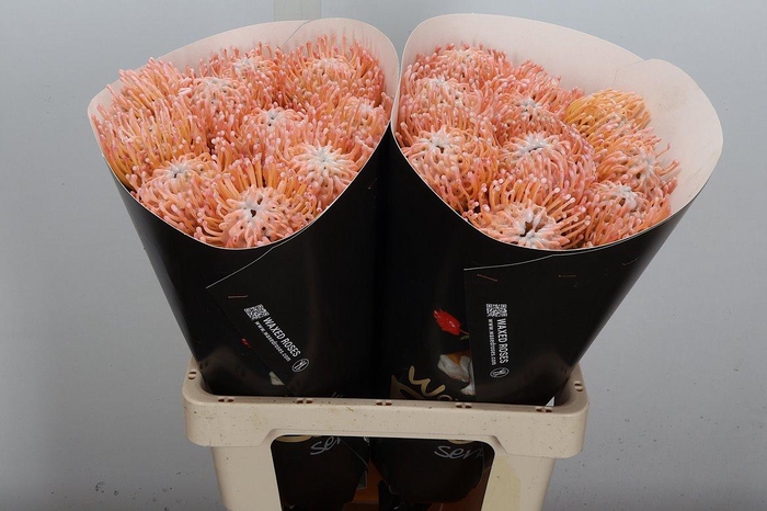 <h4>Nutan Wx Oceana</h4>