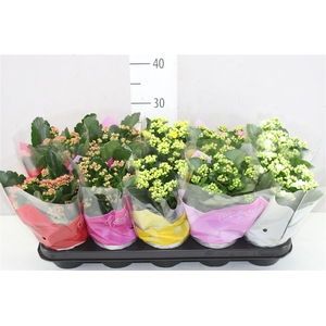 Kalanchoe Calandiva Mix