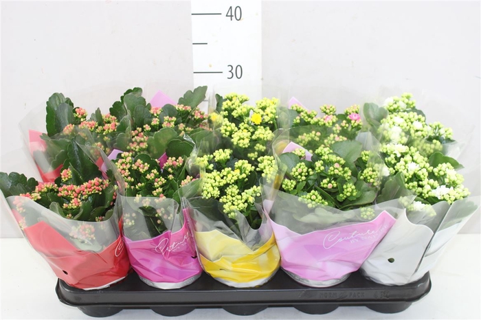 <h4>Kalanchoe Calandiva Mix</h4>