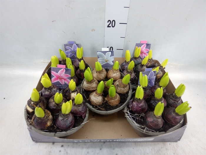 <h4>Hyacinthus orie.   ...mix</h4>