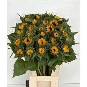 HELIAN AN SUNRICH OR