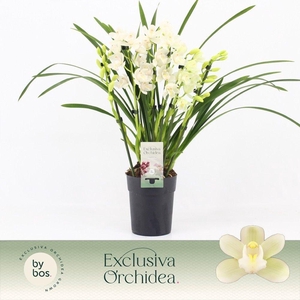 Cymbidium, Ice Dance 5-spike P14 'Exclusiva Orchidea'
