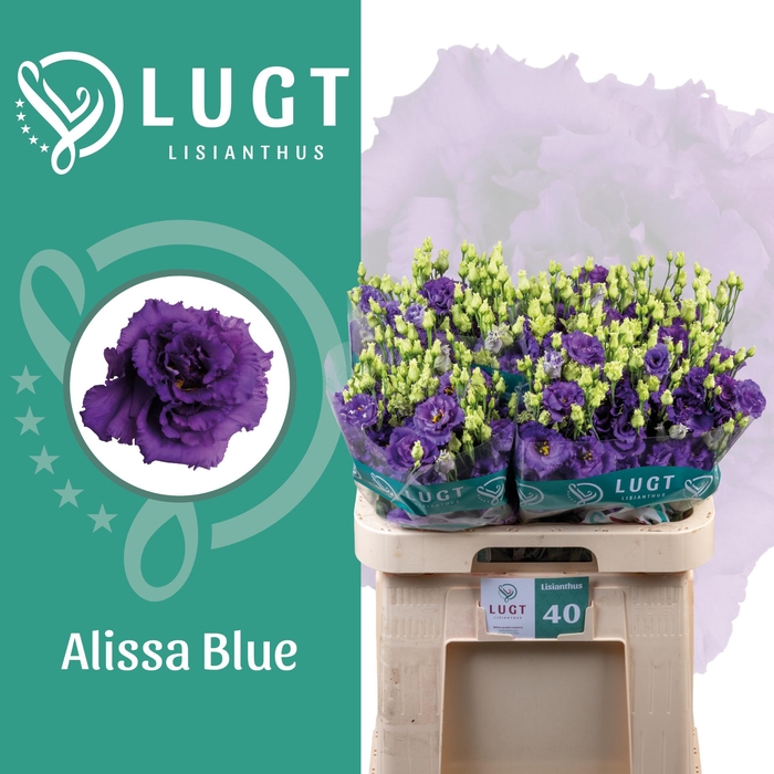 <h4>Lisianthus Alissa Blue</h4>