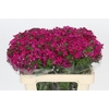 Dianthus Br Amazon Neon Cherry