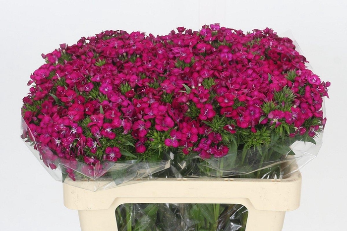 <h4>Dianthus Br Amazon Neon Cherry</h4>