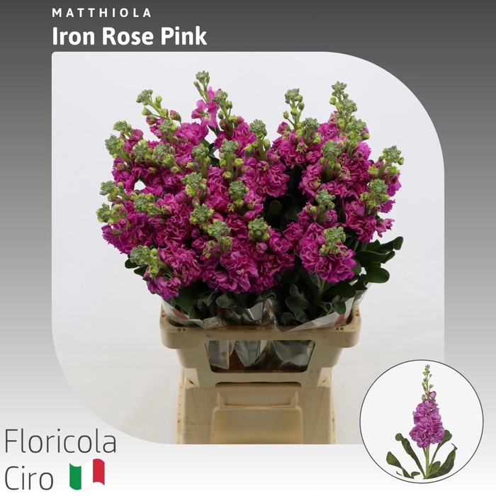 <h4>Matthiola Iron Rose Pink</h4>