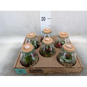 Arr.   Kamerplant Groen H%