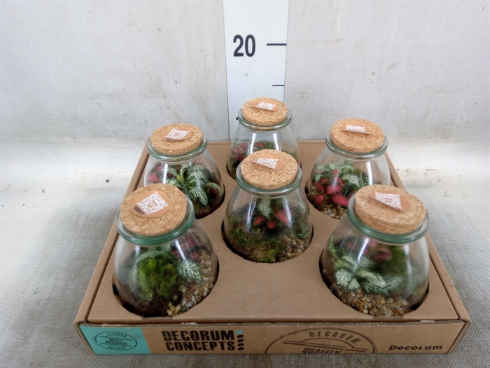 <h4>Arr.   Kamerplant Groen H%</h4>