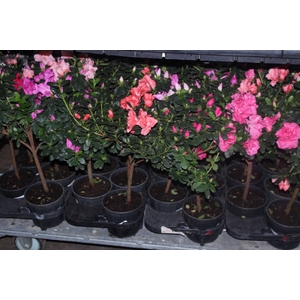 AZALEIA ARVORE P15 FORMATO ARVORE