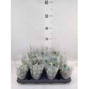 Ceropegia woodii ssp. woodii