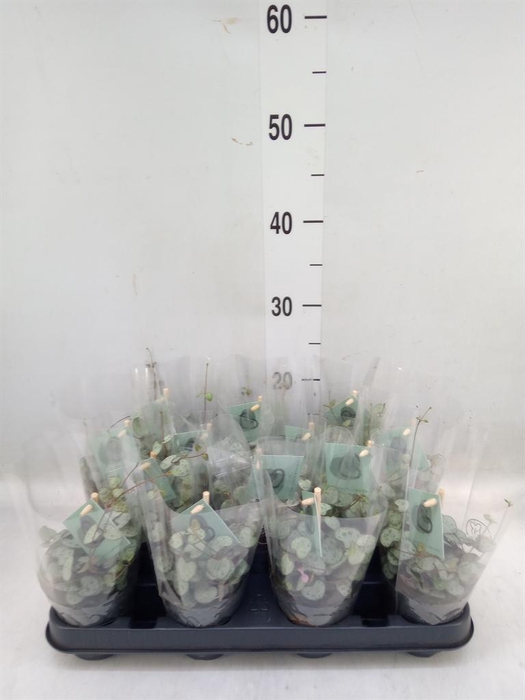 <h4>Ceropegia woodii ssp. woodii</h4>