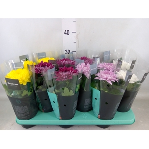 Chrysanthemum  'Supernova'  ..mix