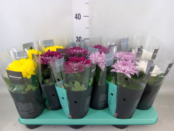 <h4>Chrysanthemum  'Supernova'  ..mix</h4>