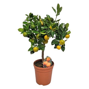 Citrus Calamondin Stem