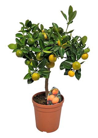 <h4>Citrus Calamondin Stem</h4>