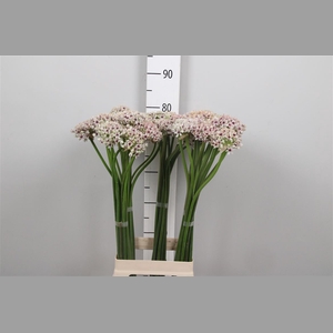 Allium Silverspring