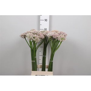 Allium Silverspring