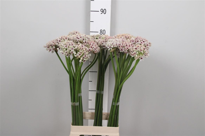 <h4>Allium Silverspring</h4>