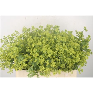 Alchemilla M Robustica