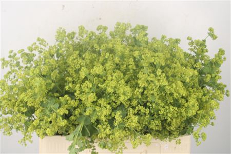 <h4>Alchemilla M Robustica</h4>